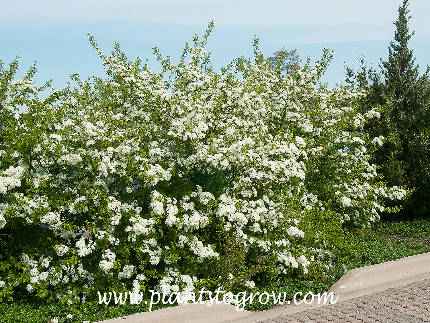Blackhaw Viburnum (Viburnum prunifolium) 
A very handsome large shrub when in bloom. This was a hot early spring, and V. prunifolium was blooming on April 17th